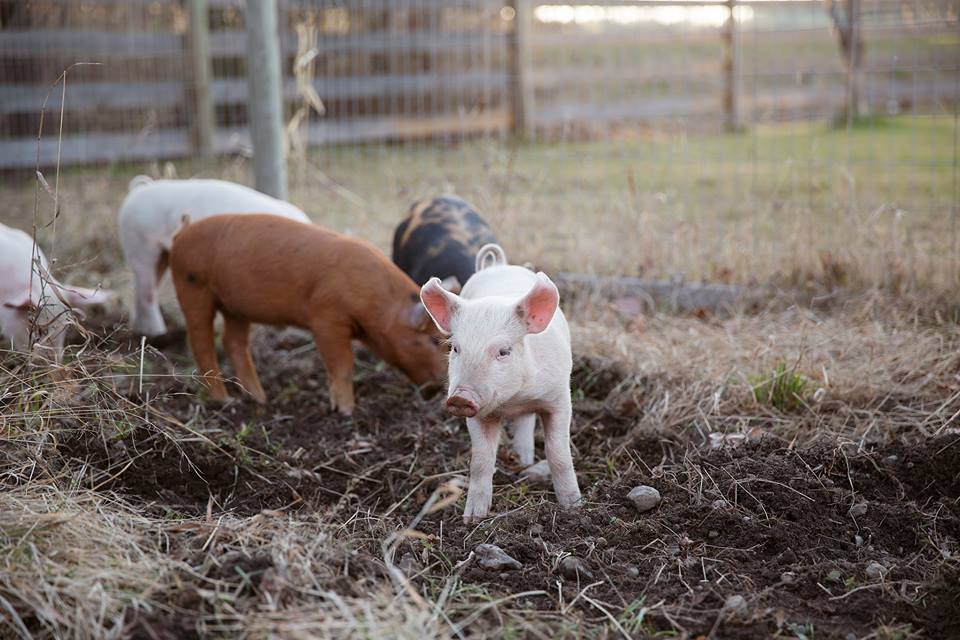 Piglets in a farm yard 